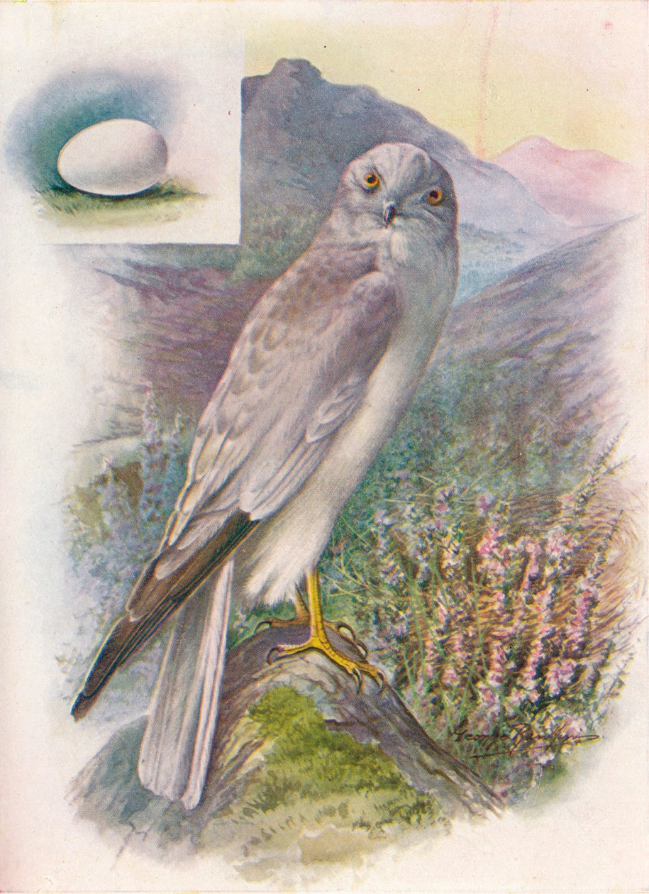 Aguilucho pálido - Circus cyaneus, c1910, 1910 de George James Rankin