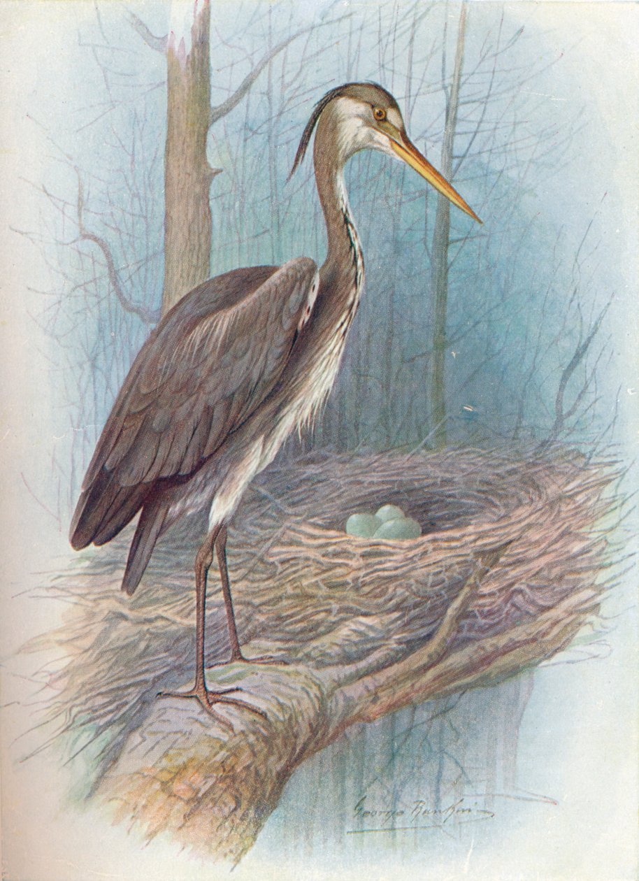 Garza - Ardea cinerea, c1910 de George James Rankin