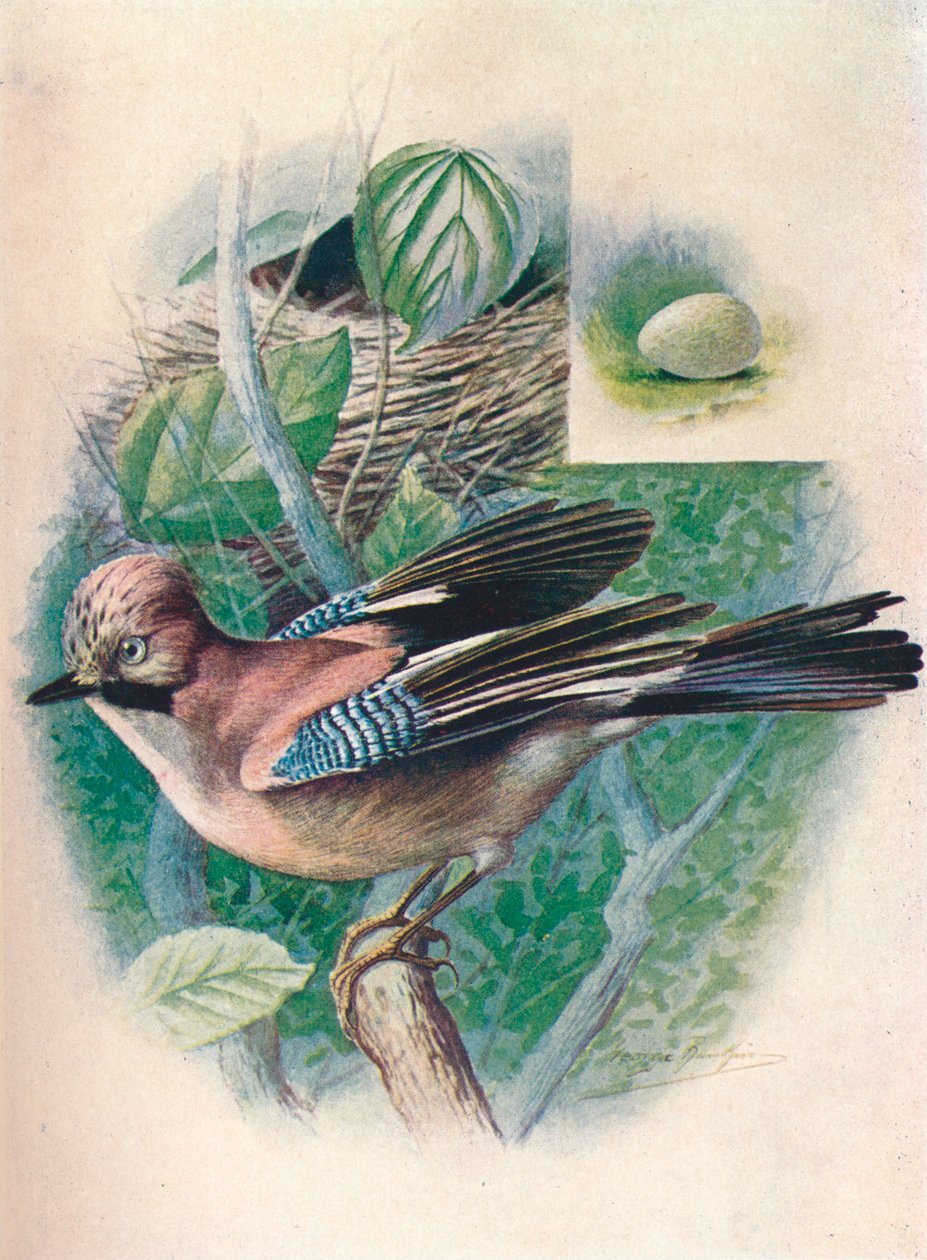 Arrendajo- Garrulus glandarius, c1910 de George James Rankin