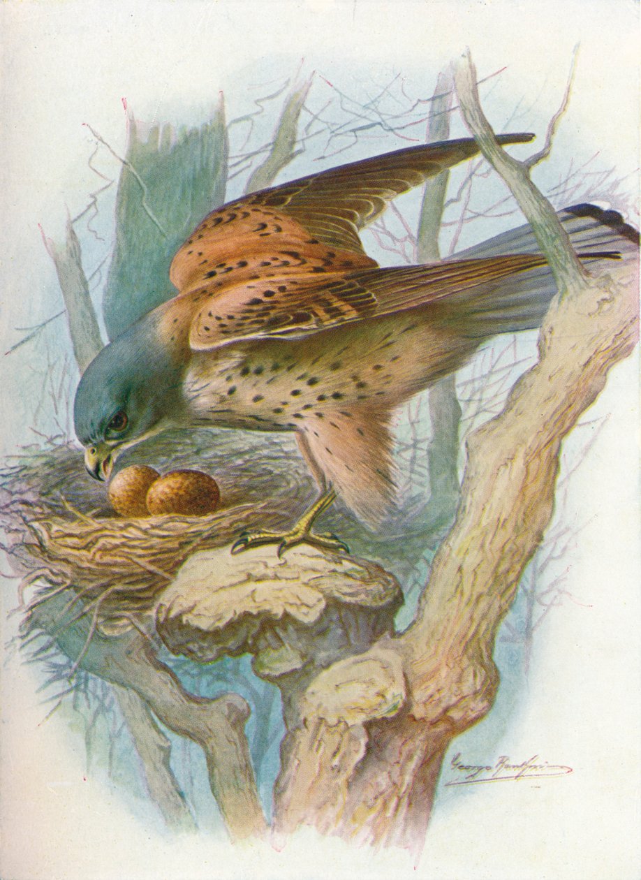 Cernícalo - falco tinnunculus, c. 1910, 1910 de George James Rankin