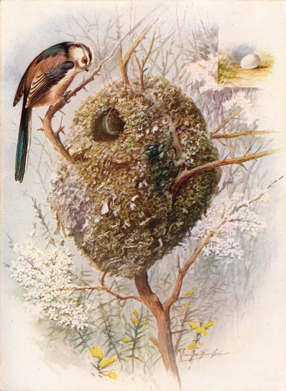 Mito de cola larga - Acredula caudata, c1910 de George James Rankin