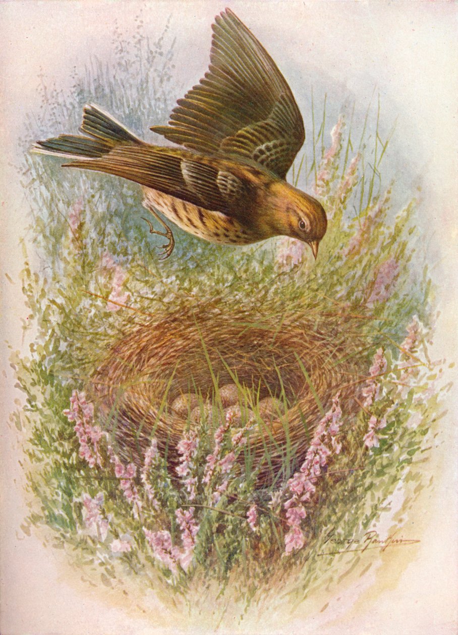 Bisbita pratense - Anthus pratensis, c1910, 1910 de George James Rankin