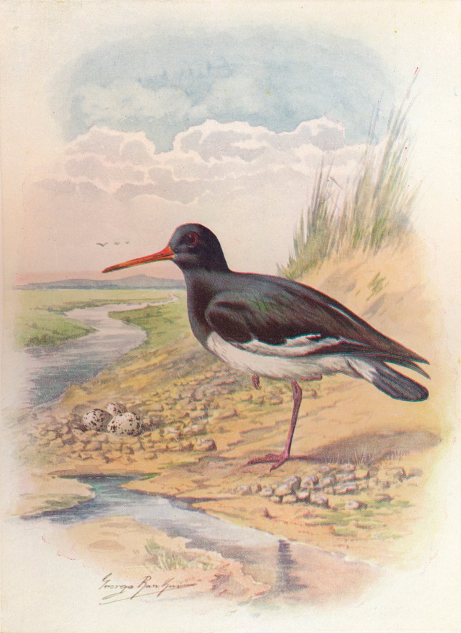 Ostrero - Haematopus ostralegus, c1910, 1910 de George James Rankin
