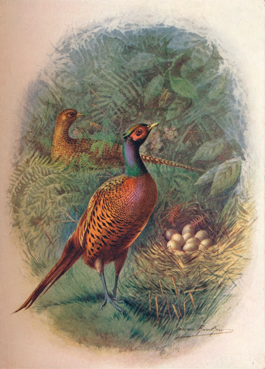 Faisán - Phasianus colchicus, c1910 de George James Rankin