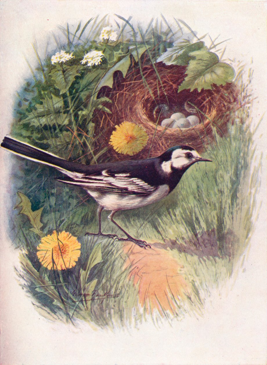 Lavandera blanca - Motacilla lugubris, c1910 de George James Rankin