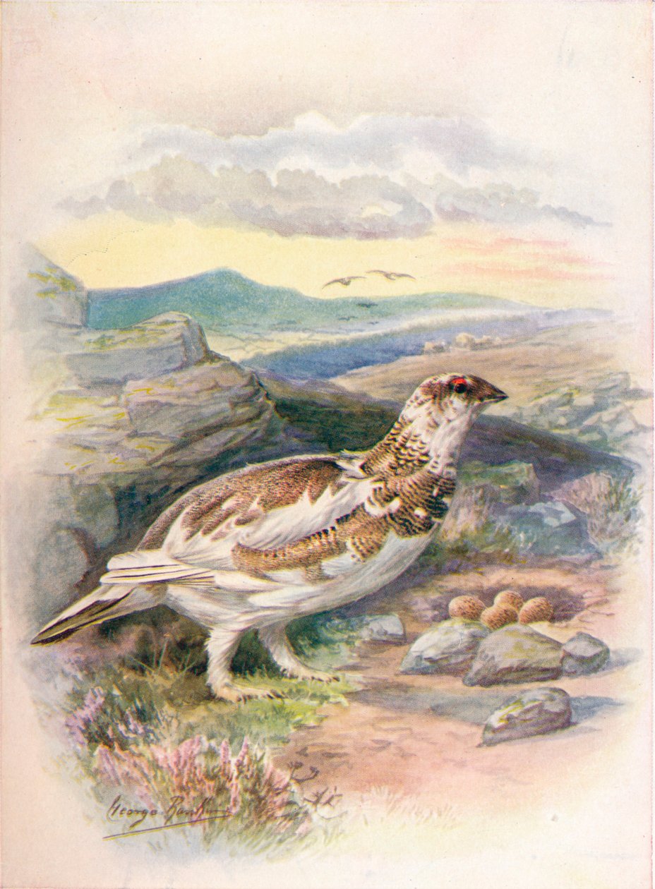Perdiz nival - Lagopus mutus, c1910 de George James Rankin