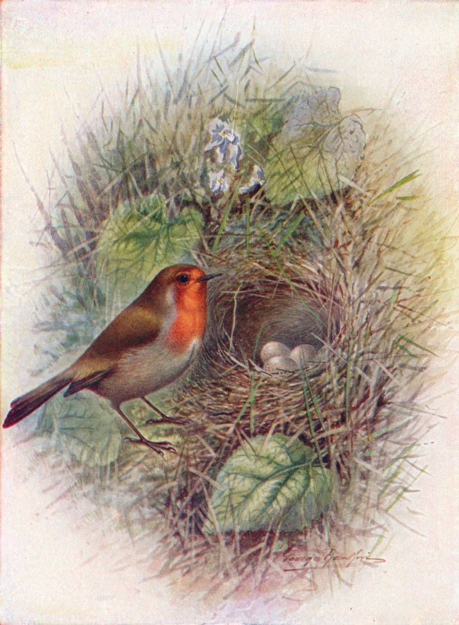 Petirrojo - Erithacus rubecula de George James Rankin