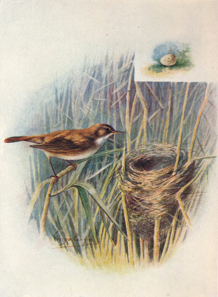 Carricero común - Acrocephalus streperus, c1910 de George James Rankin
