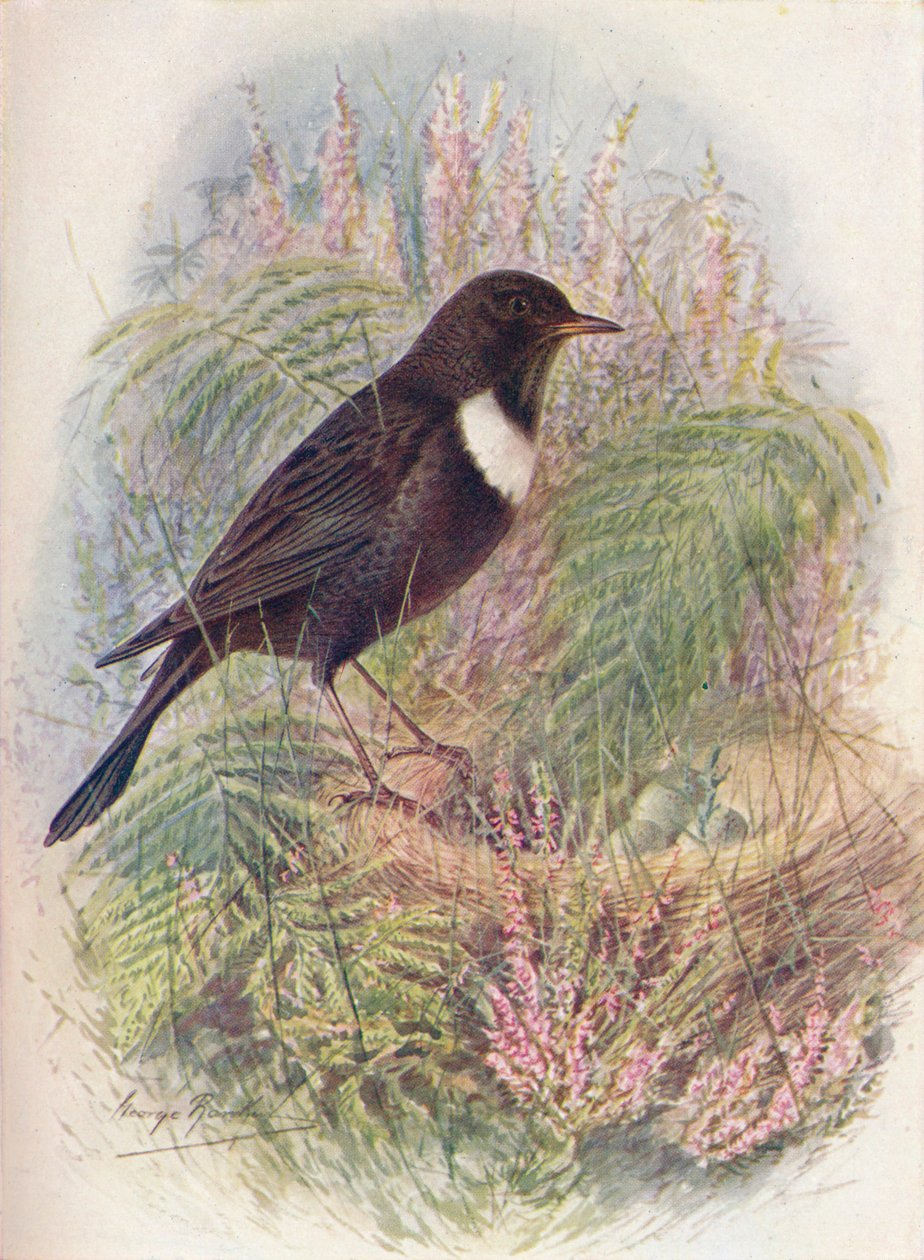 Mirlo acuático - Turdus torquatus, c. 1910 de George James Rankin