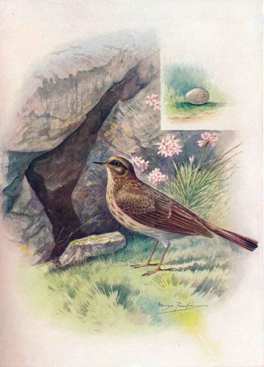 Bisbita costero - Anthus obscurus, c1910, 1910 de George James Rankin