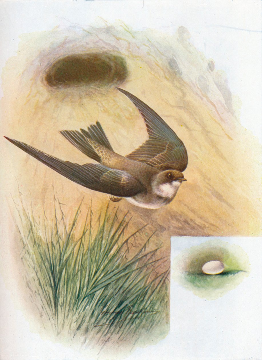 Abejaruco - Cotile riparia, c1910, 1910 de George James Rankin