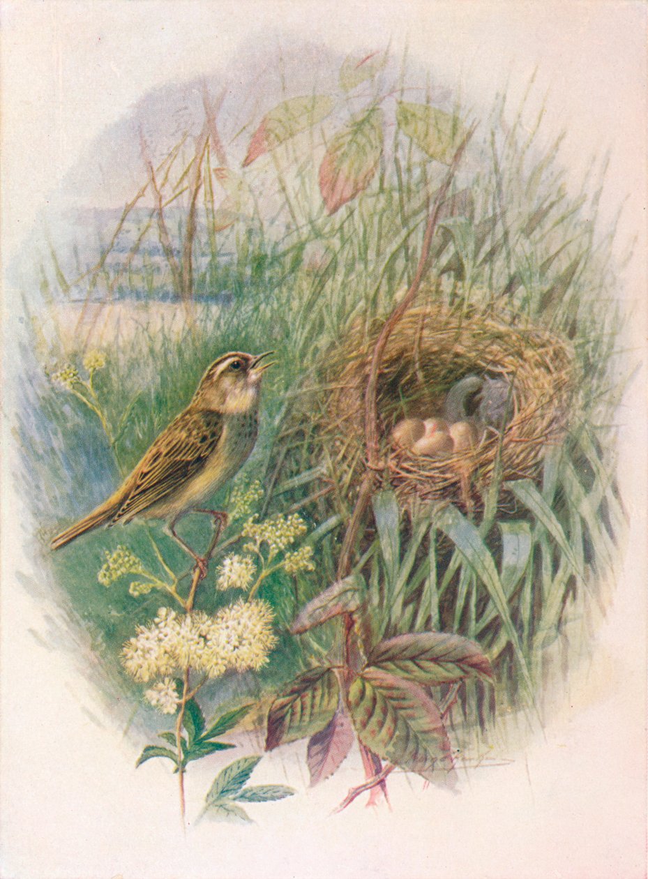 Carricero Común - Acrocephalus phragmitis, c1910, 1910 de George James Rankin