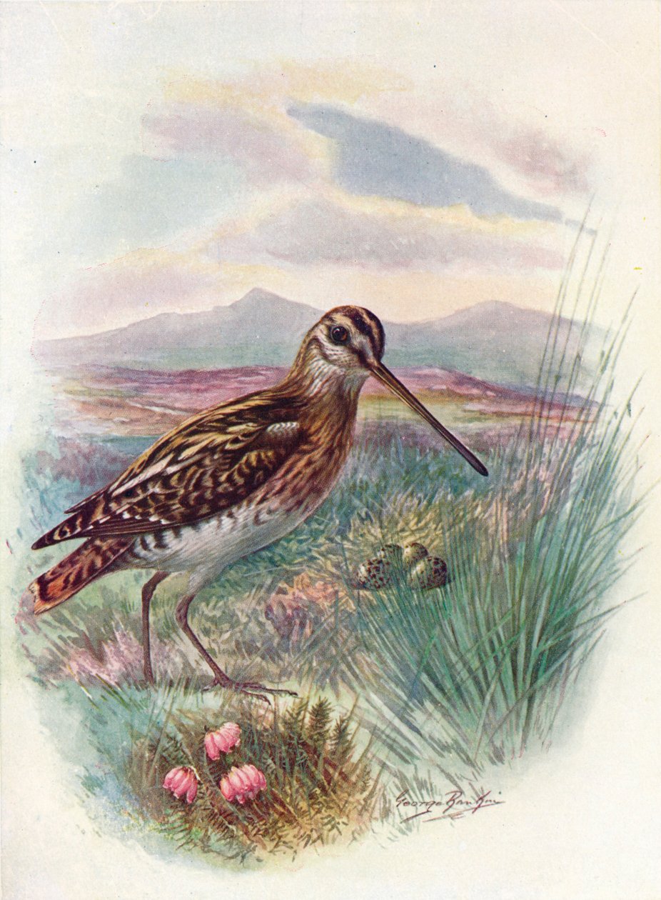 Agachadiza - Gallinago coelestis, c1910 de George James Rankin