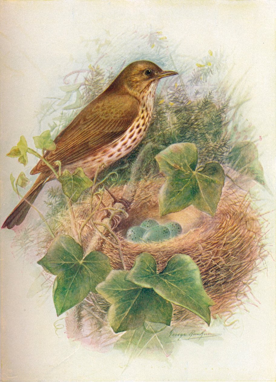 Zorzal común - Turdus musicus de George James Rankin