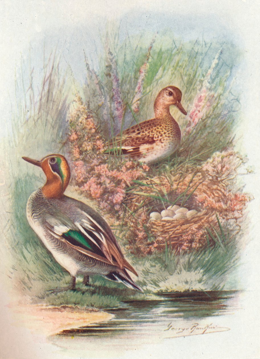 Cerceta común - Nettion crecca, c. 1910 de George James Rankin