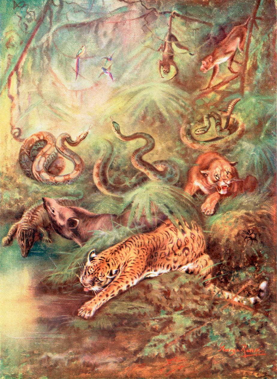 La gran selva brasileña y su zoo (litografía en color) de George James Rankin