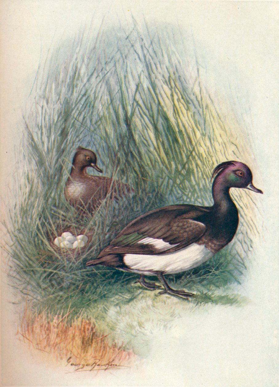Porrón moñudo - Fuligula cristata, c1910, 1910 de George James Rankin