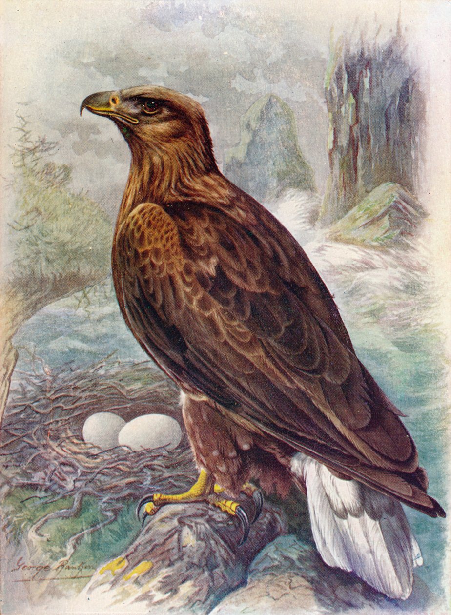 Águila de cola blanca o águila marina - Haliaetus albicilla, c1910, 1910 de George James Rankin