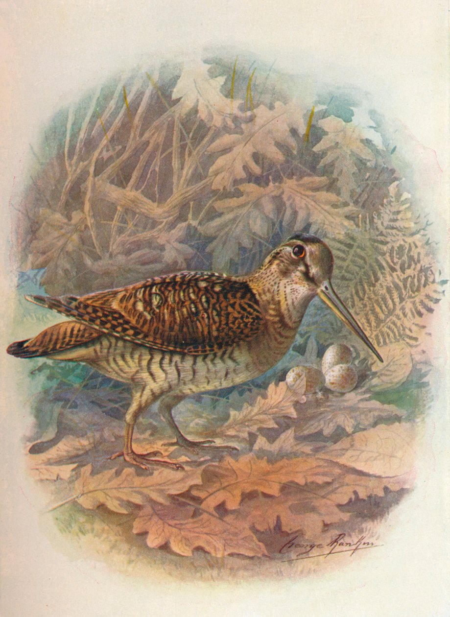 Becada - Scolopax rusticula, c. 1910, 1910 de George James Rankin