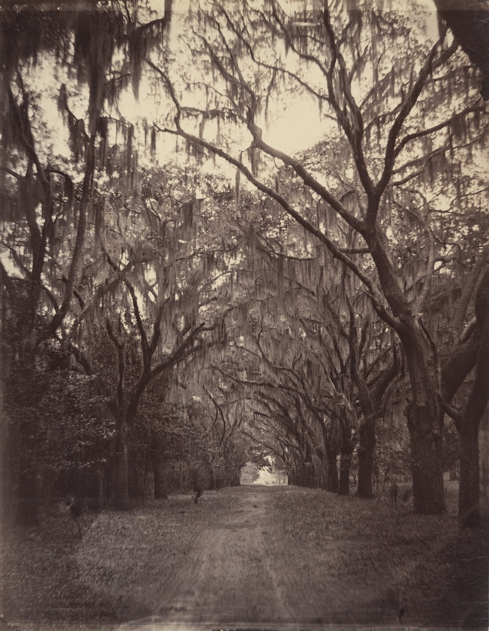 Cementerio de Bonaventure, a cuatro millas de Savannah de George N. Barnard