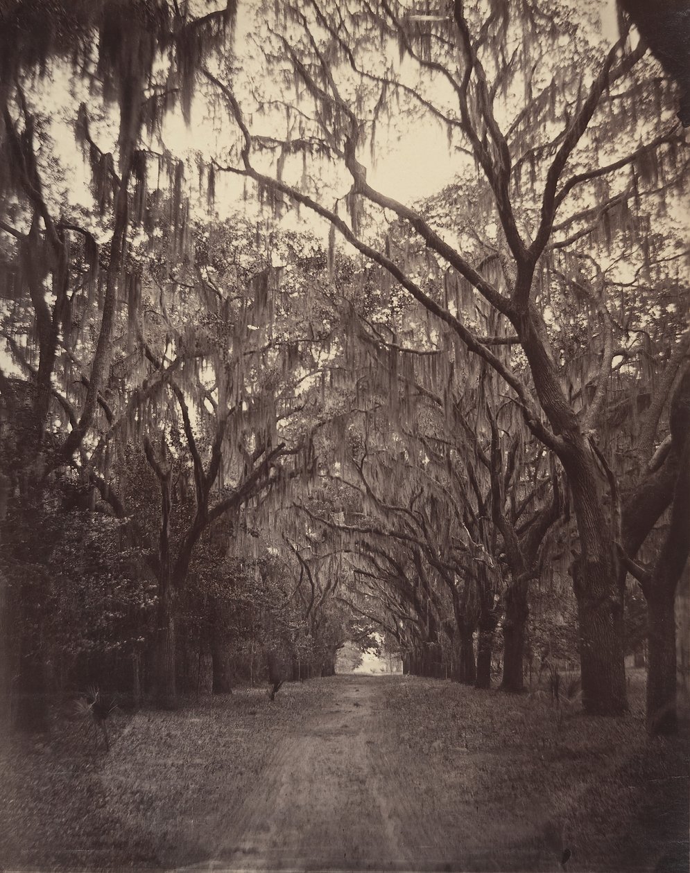 Cementerio de Bonaventure, a cuatro millas de Savannah de George N. Barnard