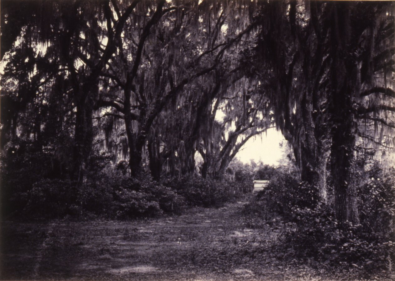 Bonaventure, Savannah, Georgia de George N. Barnard
