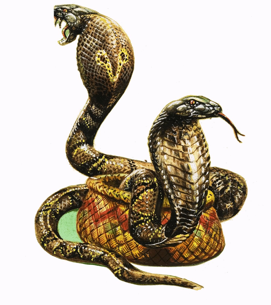 Rey Cobras de George R. Radcliffe