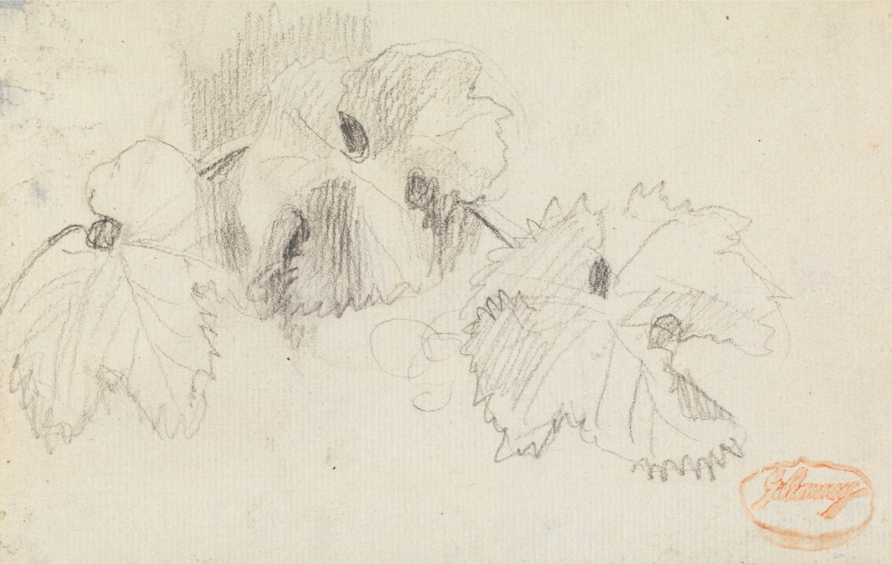 Estudio de las hojas 1 de George Romney