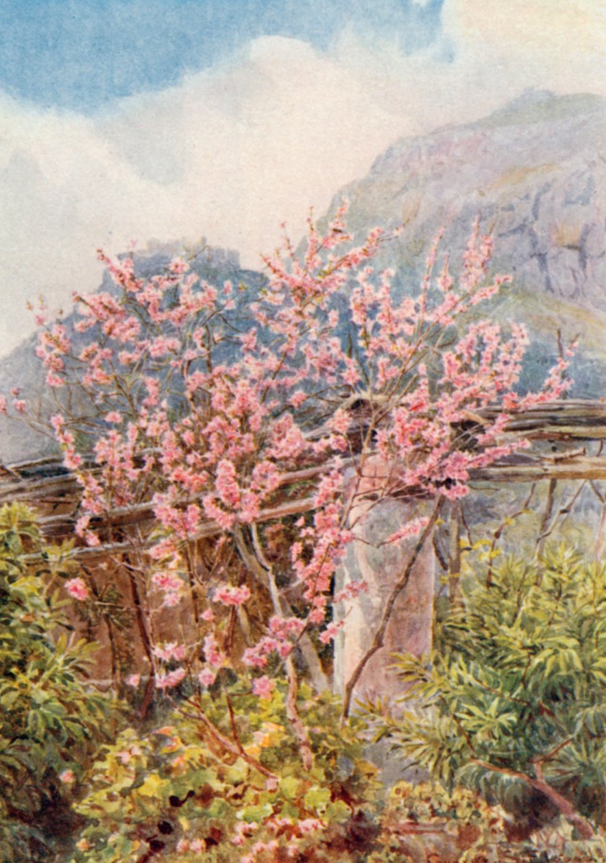Peach-trees ablow