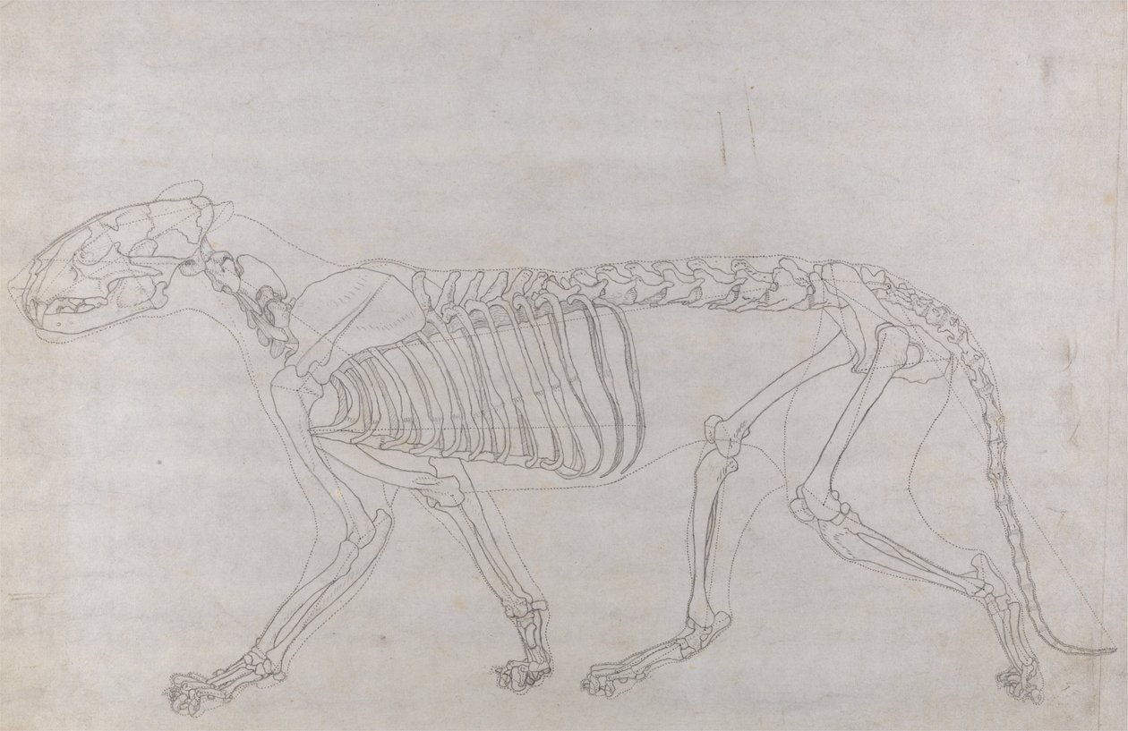 Exposición anatómica comparativa de la estructura del cuerpo humano con la del tigre y la del ave común: Esqueleto de tigre, vista lateral de George Stubbs