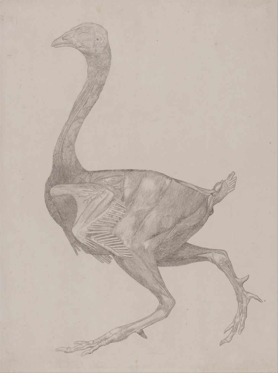 Exposición anatómica comparativa de la estructura del cuerpo humano con la de un tigre y un ave común: Cuerpo de ave, vista lateral (probablemente preparado para transferirlo a la plancha de grabado del cuadro XV) de George Stubbs