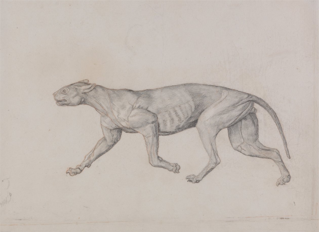 Exposición anatómica comparativa de la estructura del cuerpo humano con la del tigre y la del ave común:  Cuerpo de leopardo, vista lateral de George Stubbs
