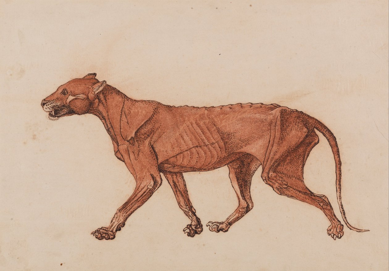 Exposición anatómica comparativa de la estructura del cuerpo humano con la del tigre y la del ave común: Cuerpo del tigre, vista lateral de George Stubbs