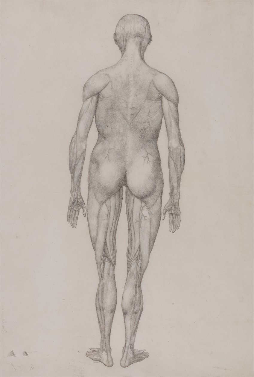 Exposición anatómica comparativa de la estructura del cuerpo humano con la de un tigre y un ave común: Figura Humana, Vista Posterior (Casi Idéntico al Dibujo Terminado para la Tabla XII) de George Stubbs