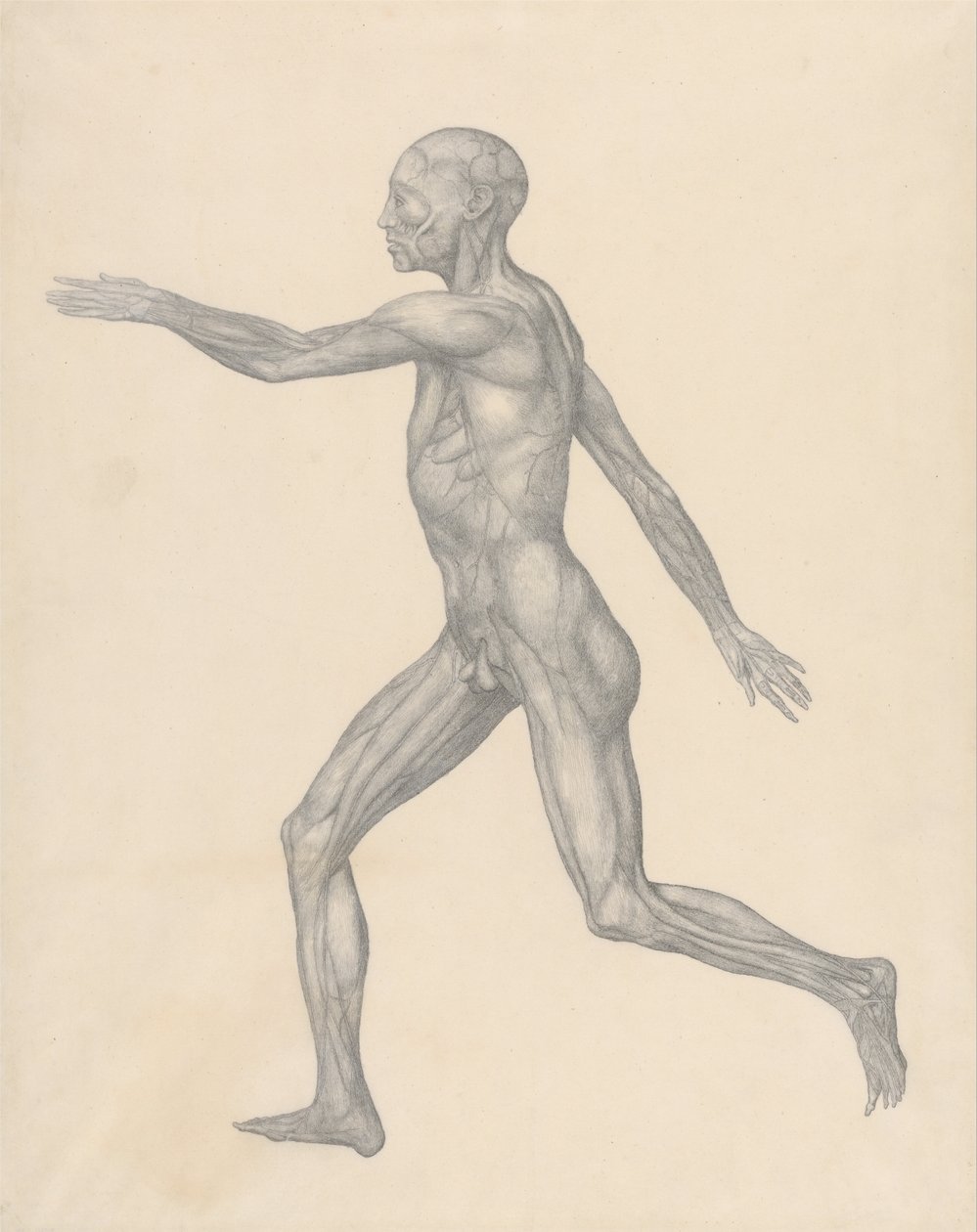 Exposición anatómica comparativa de la estructura del cuerpo humano con la de un tigre y un ave común: Figura humana, vista lateral, tras la extirpación de la piel y de las capas fasciales subyacentes (Estudio terminado para la Tabla XIII) de George Stubbs