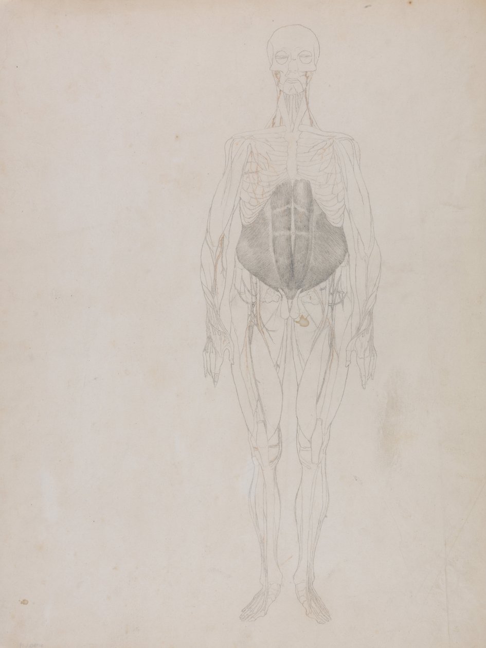 Exposición anatómica comparativa de la estructura del cuerpo humano con la de un tigre y un ave común: Figura humana, vista anterior (en gran parte en esquema) de George Stubbs