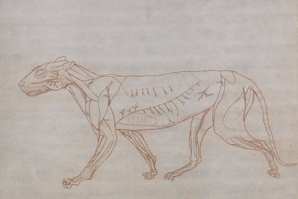 Exposición anatómica comparativa de la estructura del cuerpo humano con la del tigre y la del ave común: Cuerpo del tigre, vista lateral de George Stubbs
