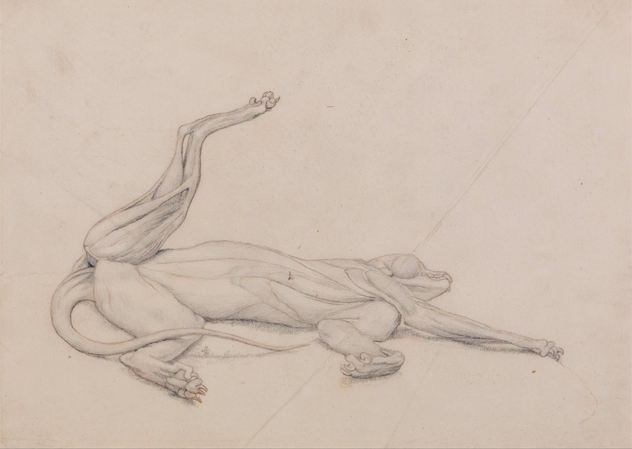 Exposición anatómica comparativa de la estructura del cuerpo humano con la de un tigre y un ave común: Tigre, yacente, visto ventralmente de George Stubbs
