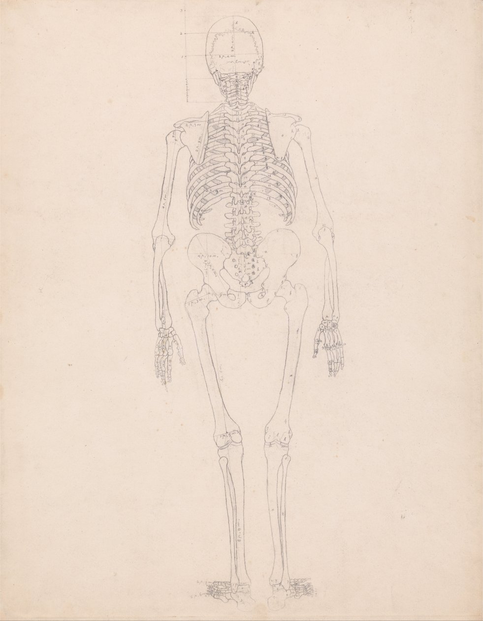 Exposición anatómica comparativa de la estructura del cuerpo humano con la del tigre y la del ave común: Esqueleto humano, vista posterior de George Stubbs