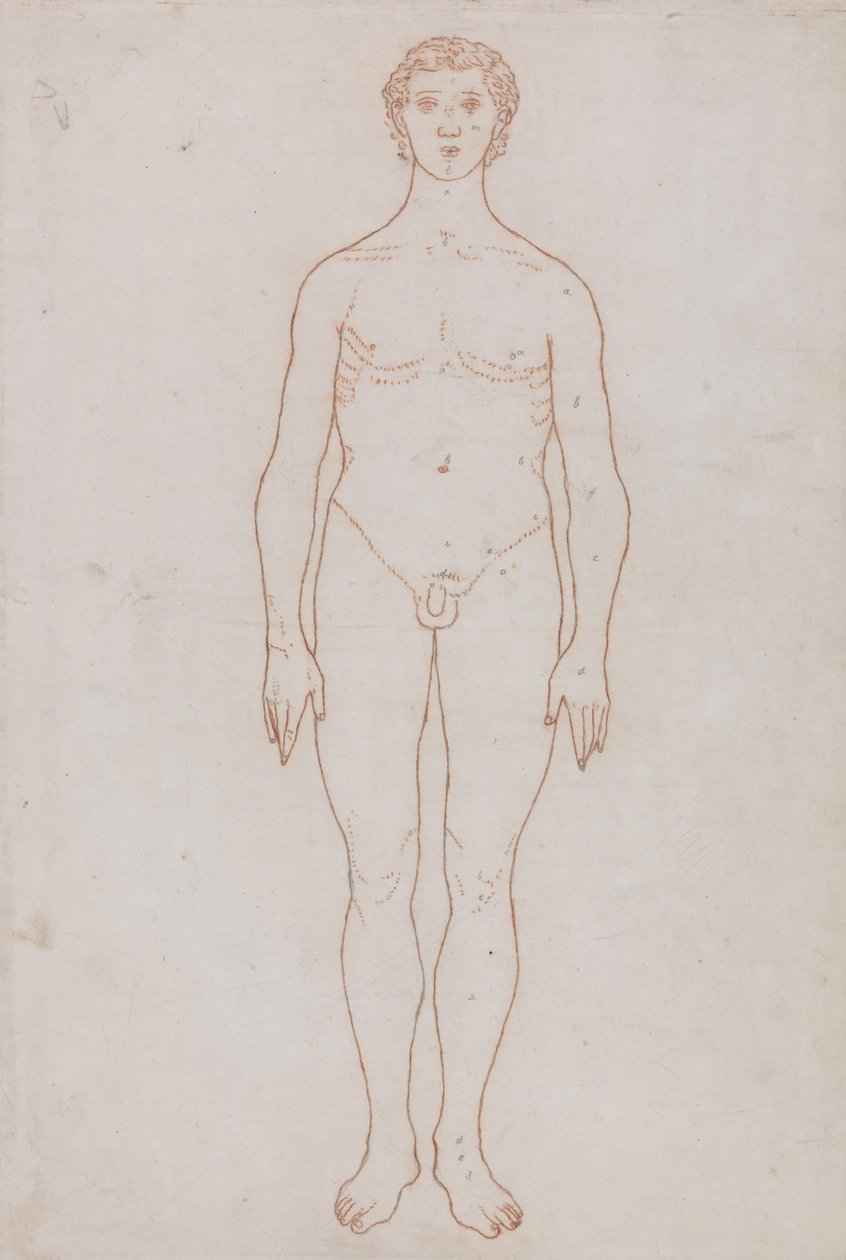 Exposición anatómica comparativa de la estructura del cuerpo humano con la del tigre y la del ave común: Estudio de la figura humana, vista anterior (Esquema de la tabla VI) de George Stubbs