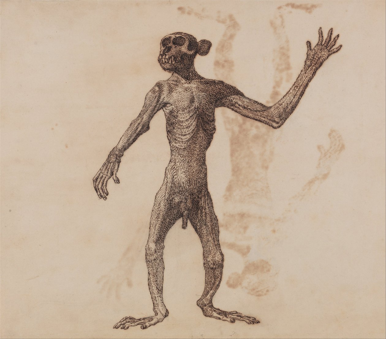Exposición anatómica comparativa de la estructura del cuerpo humano con la del tigre y la del ave común:  Mono de pie, vista anterior de George Stubbs
