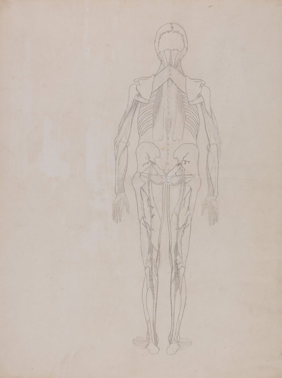 Exposición anatómica comparativa de la estructura del cuerpo humano con la de un tigre y un ave común: Figura humana, vista posterior (Esquema de la figura clave de una lámina inédita) de George Stubbs