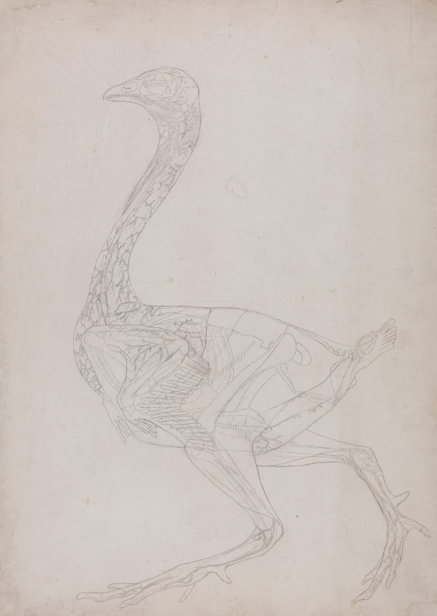 Exposición anatómica comparativa de la estructura del cuerpo humano con la del tigre y la del ave común:  Cuerpo de ave, vista lateral (Dibujo esquemático, relacionado con la Tabla XV) de George Stubbs