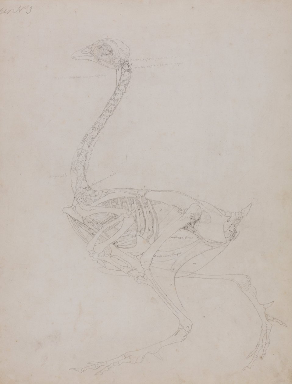 Exposición anatómica comparativa de la estructura del cuerpo humano con la del tigre y la del ave común:  Cuerpo de ave, vista lateral de George Stubbs
