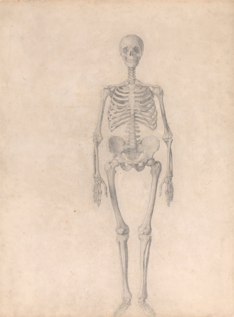 Exposición anatómica comparativa de la estructura del cuerpo humano con la del tigre y la del ave común: Esqueleto Humano, Vista Anterior (Estudio Finalizado para la Tabla I) de George Stubbs