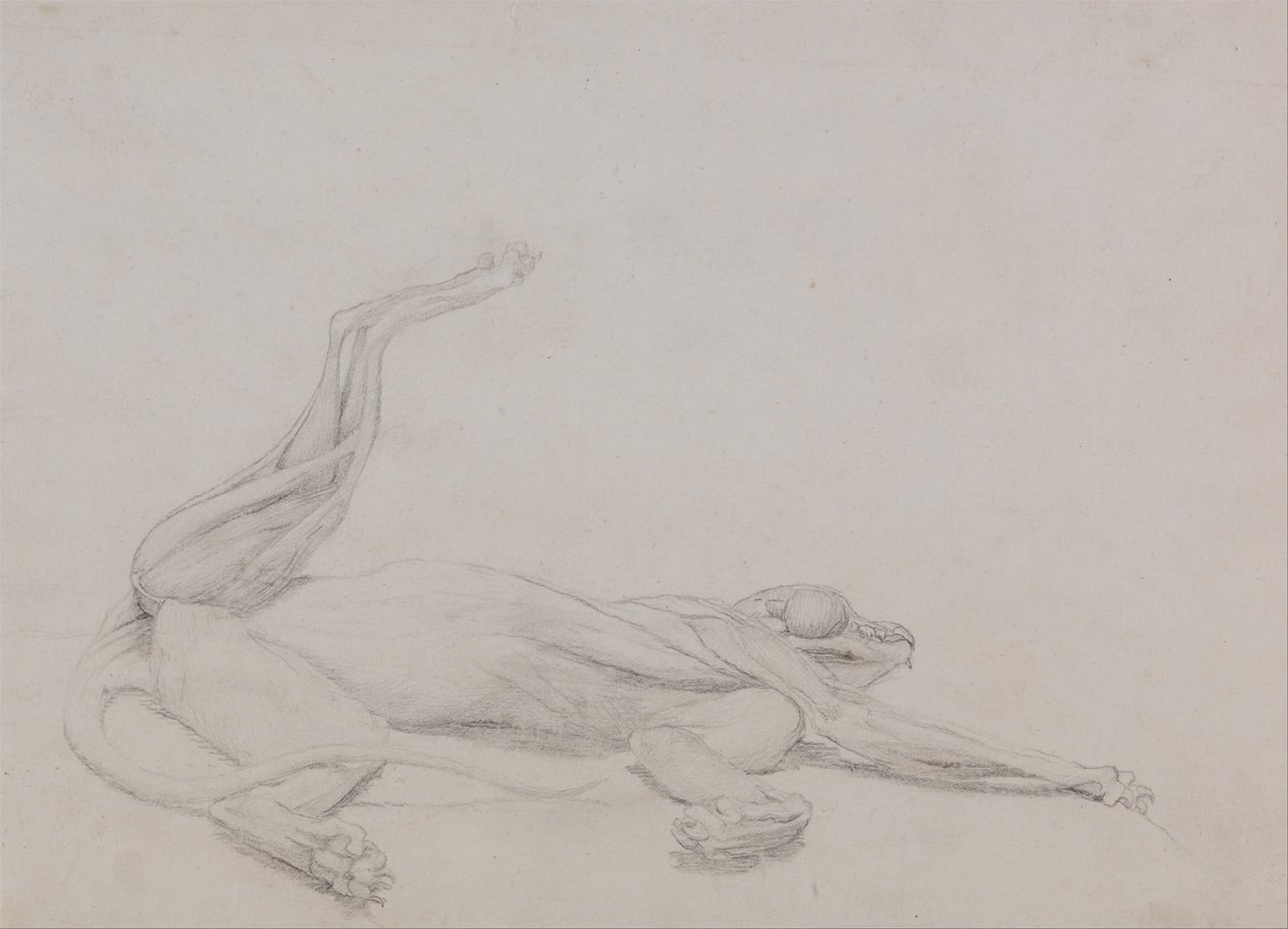 Exposición anatómica comparativa de la estructura del cuerpo humano con la de un tigre y un ave común:  Cuerpo de tigre, yacente, visto ventralmente de George Stubbs