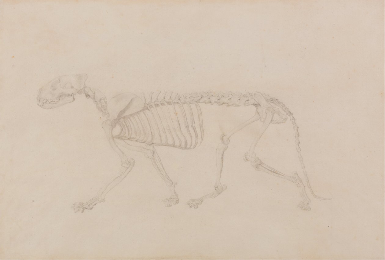 Exposición anatómica comparativa de la estructura del cuerpo humano con la de un tigre y un ave común: Esqueleto de Tigre, Vista Lateral (Estudio muy acabado para la Tabla IV) de George Stubbs