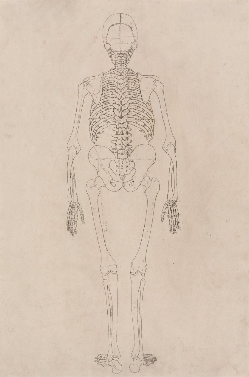 Exposición anatómica comparativa de la estructura del cuerpo humano con la del tigre y la del ave común: Esqueleto Humano, Vista Posterior (Relacionado con la Tabla II) de George Stubbs
