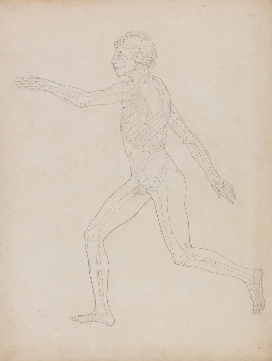 Exposición anatómica comparativa de la estructura del cuerpo humano con la del tigre y la del ave común: Figura humana, vista lateral de George Stubbs
