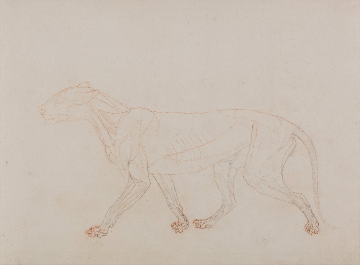 Exposición anatómica comparativa de la estructura del cuerpo humano con la de un tigre y un ave común: Cuerpo de tigre, vista lateral (Muestra la tercera etapa de la disección) de George Stubbs